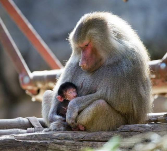 Australia. <br/>El amor de madre. Cría de babuino hamadryas junto a su madre en el Zoo South Australia de Melbourne. Nació el 7.
