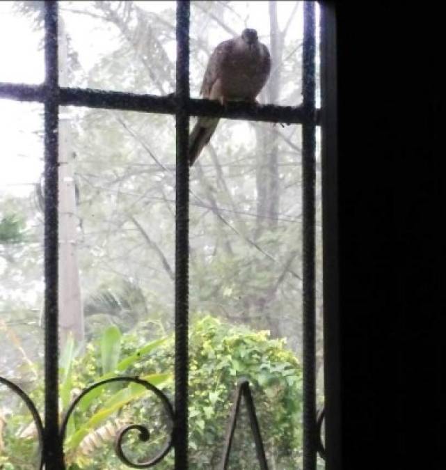 'Para poder ver el arcoíris, primero debes soportar la lluvia': Anónimo<br/>Foto: amiguita refugiada en mi ventana: Guillermo Anderson