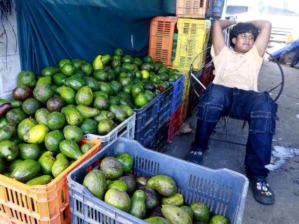 A finales del mes anterior, una caja de aguacates medianos importados de México costaba L450, a pocas horas del Mundial de Fútbol, cuesta L700.