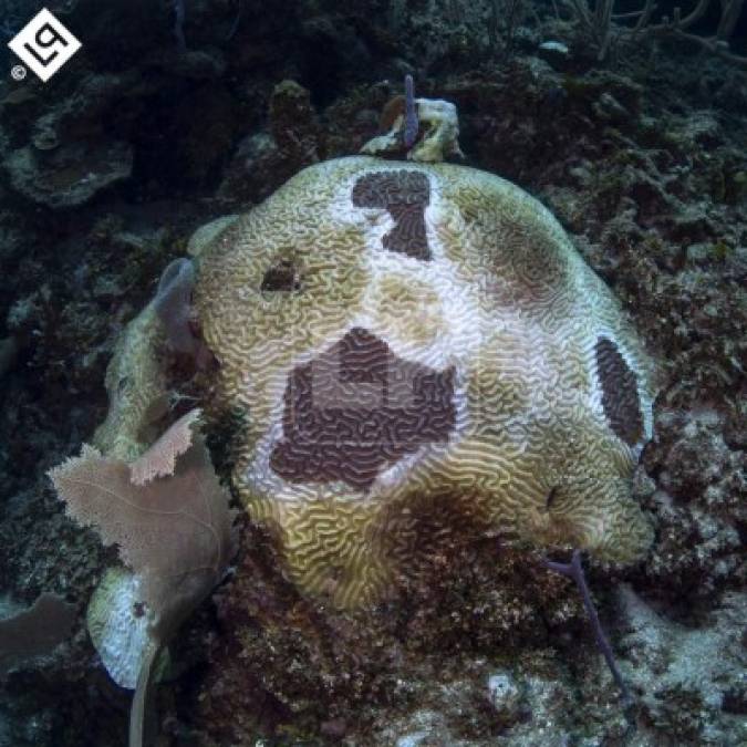 Esta se transmite rápidamente entre corales duros y afecta a más de 22 especies; además se caracteriza por la mortalidad casi inmediata de estos.