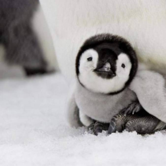 Esta cría de pingüino emperador denota las 3 'C': Calientito, cómodo y contento.