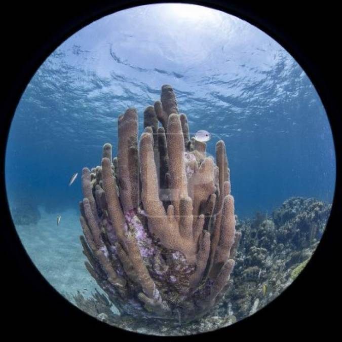 Gabriela Ochoa, bióloga y coordinadora del programa Roatán Marine Park (RMP), dijo que en cuestión de días o semanas el arrecife puede perder todo su tejido.<br/>