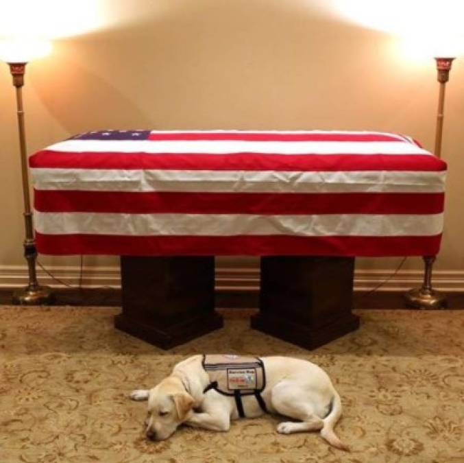 Esta fotografía da la vuelta al mundo y es viral en redes sociales. Sully no se despega del ataúd que contiene los restos del expresidente de Estados Unidos, George Bush.