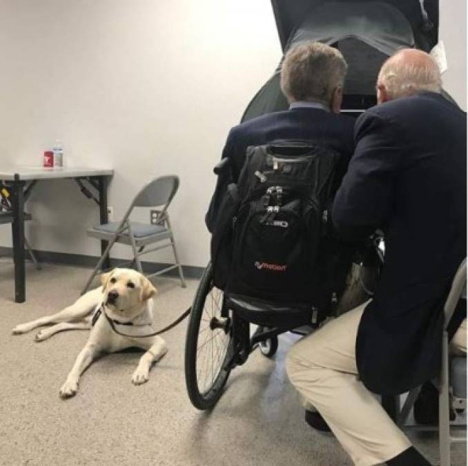 Sully, el perro labrador acompañó al exmandatario George Bush durante los últimos meses. La mascota también viaja en el avión que transporta los restos de Bush hacia Washington.