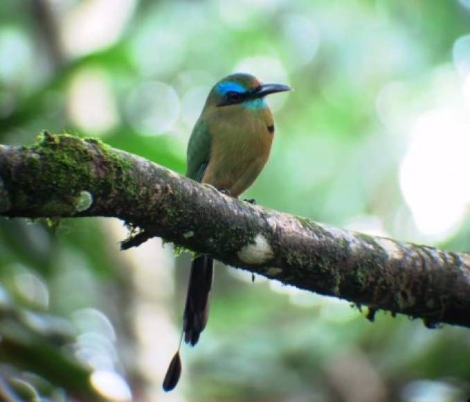 Las aves son otra atracción en la zona del Lago de Yojoa.