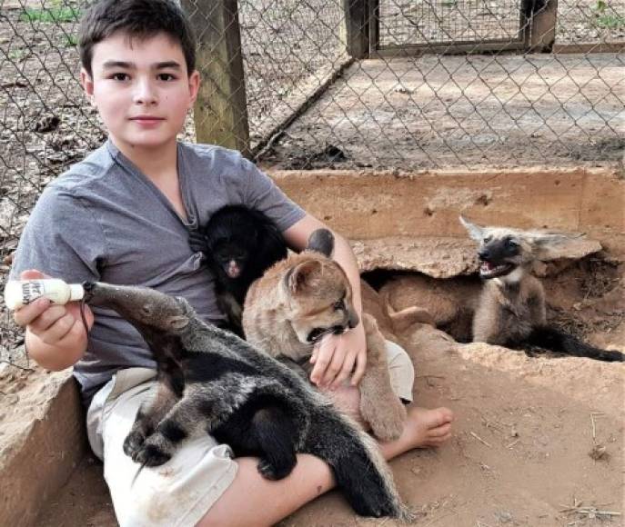 'Mi hijo nació en un ambiente con jaguares y aprendió a lidiar con ellos desde que era un bebé. Obviamente ponemos límites, pero él ya sabe cómo comportarse. Es muy natural para él' explicó Leandro Silveira.