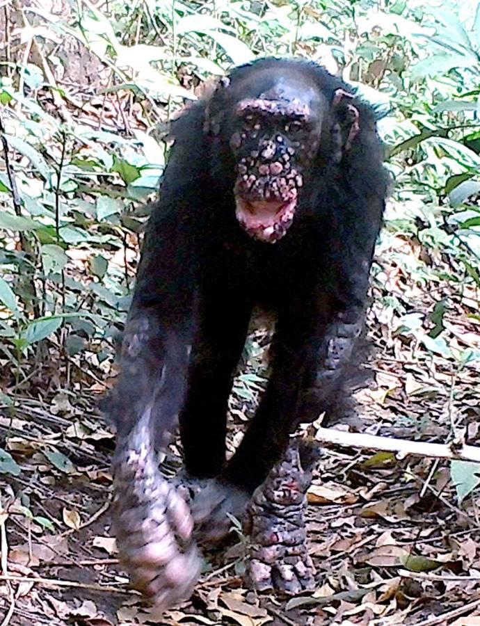 Por primera vez se ha detectado lepra en chimpancés salvajes.