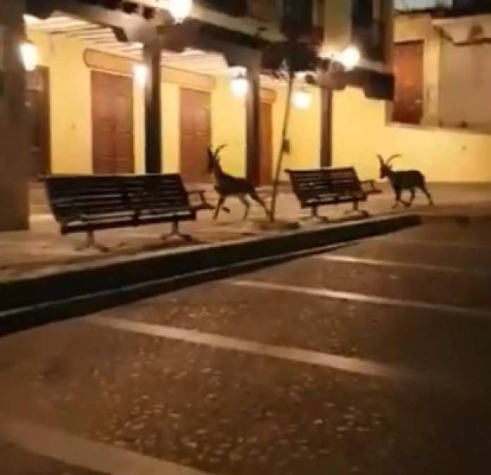 En Albacete (España) una persona grabó a estos antílopes pasearse por las calles en la noche, aprovechando la ausencia de humanos.