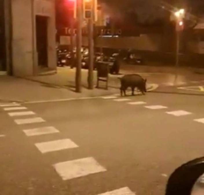 Un jabalí fue visto recorriendo una calle de Barcelona en la noche.