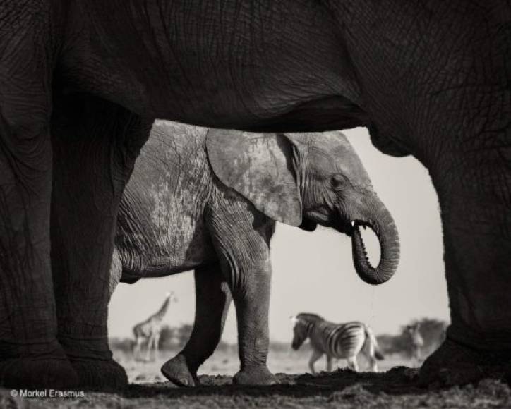 El fotógrafo sudafricano Morkel Erasmus fotografió las patas de una elefanta, que a su vez encuadraban un retrato de su cría junto a una jirafa y una cebra. Sin duda alguna, una espectacular imagen.