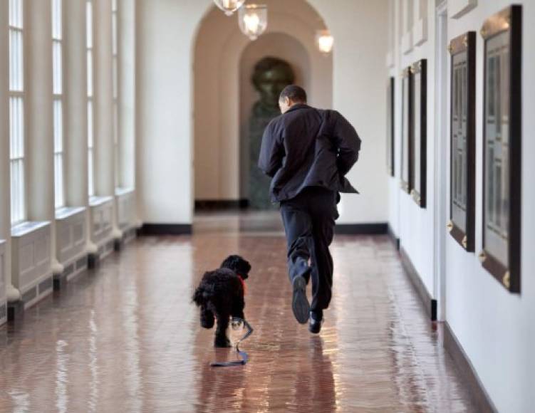 El expresidente de EE.UU. Barack Obama y la ex primera dama Michelle anunciaron este sábado la muerte de 'Bo', un perro de agua portugués que acompañó a la familia durante sus ocho años en la Casa Blanca y que se convirtió en uno de los caninos más queridos del país. Fotos: Twitter / EFE