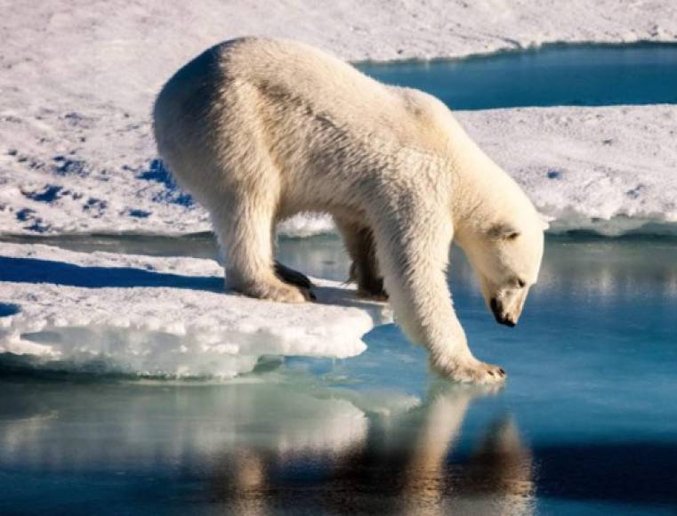 El Ártico podría vivir un primer verano sin hielo a partir de 2035, según lo publicado el mes pasado por investigadores en Nature Climate Change destando una alerta mundial.<br/><br/>'La disminución de la banquisa del Ártico en verano es una de las señales más claras e inequívocas del cambio climático', señaló Julien Nicolas, experto en el Ártico del programa de observación de la Tierra, de la Unión Europea (UE).<br/><br/>