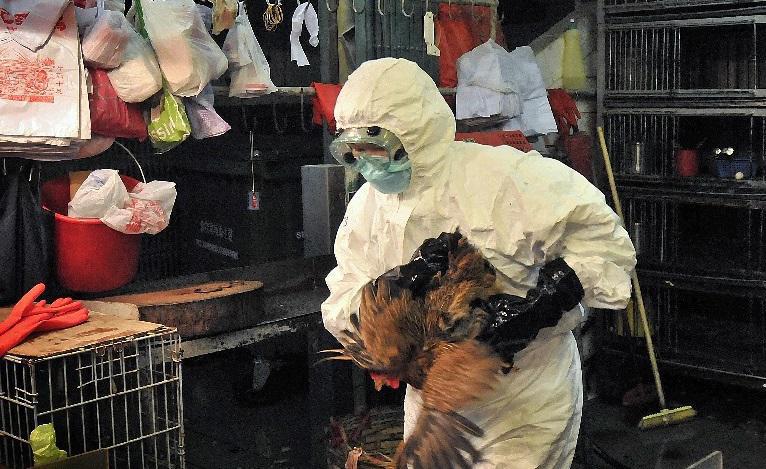 Detectan primer caso de gripe aviar H5N1 en humanos en Texas, EE UU