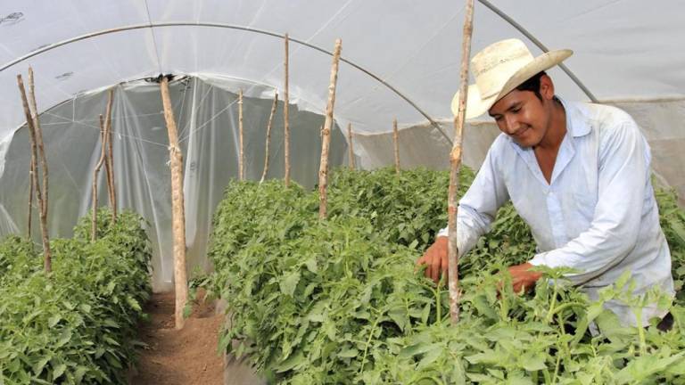 El uso de las tecnologías climáticamente inteligentes, abarcan técnicas y prácticas que aumentan la productividad agropecuaria mientras contribuyen a la resiliencia climática y reducen emisiones.