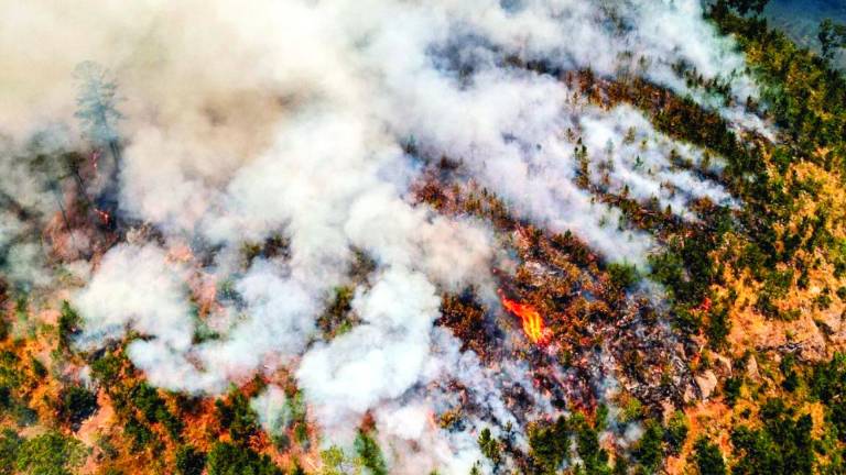 En marzo pasado, el fuego arrasó unas 64,000 hectáreas, lo que equivale a que se perdió un área de bosque equivalente a 89,600 estadios como el Olímpico.