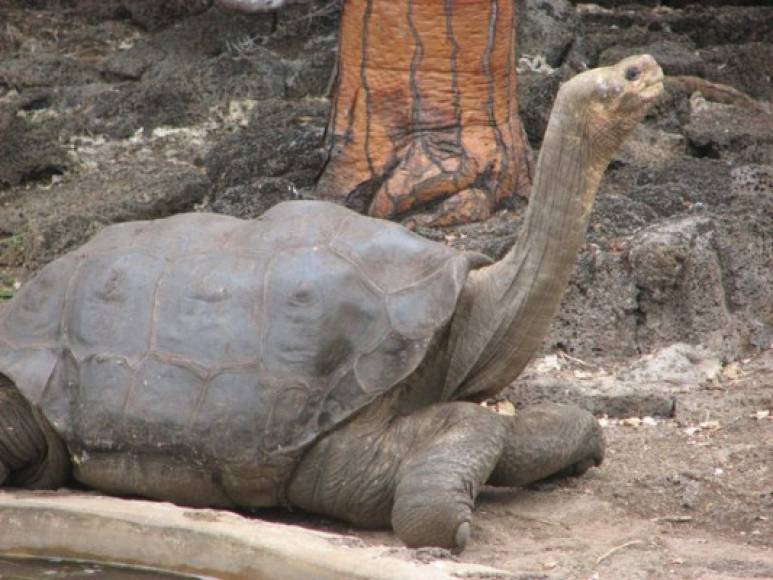 2012 “Tortuga de la isla Pinta” (Galápagos). La tortuga de Galápagos se extinguió, apenas hace muy poco tiempo. La última especie llamada George falleció en medio de una investigación. Se estima que su edad oscilaba alrededor de más de 100 años.