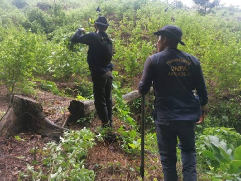 Las autoridades calculan que en la zonan cultivadas había alrededor de 45 mil plantas de hoja de coca.