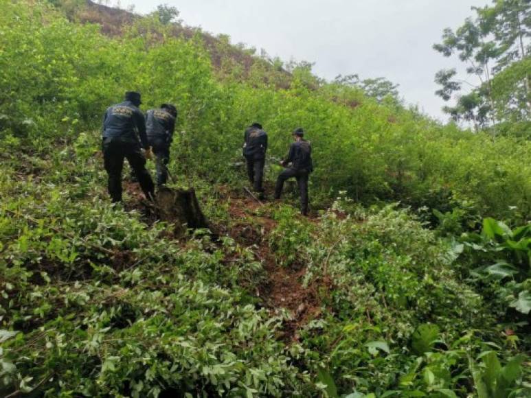 De acuerdo con sus propias estimaciones, las fuerzas antinarcóticos han erradicado más de 331 mil plantas de hoja de coca en lo que va de 2020, identificando unas 61 manzanas dedicadas a este cultivo.