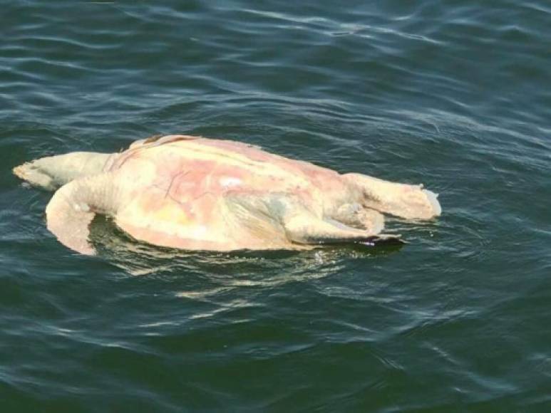 Miles de peces y otroa animales marinos muertos están apareciendo estos días en las playas de la costa suroeste de Florida a causa de la 'marea roja', como se conoce la contaminación por una microalga, la Karenia brevis, que también tiene consecuencias para el turismo.<br/>