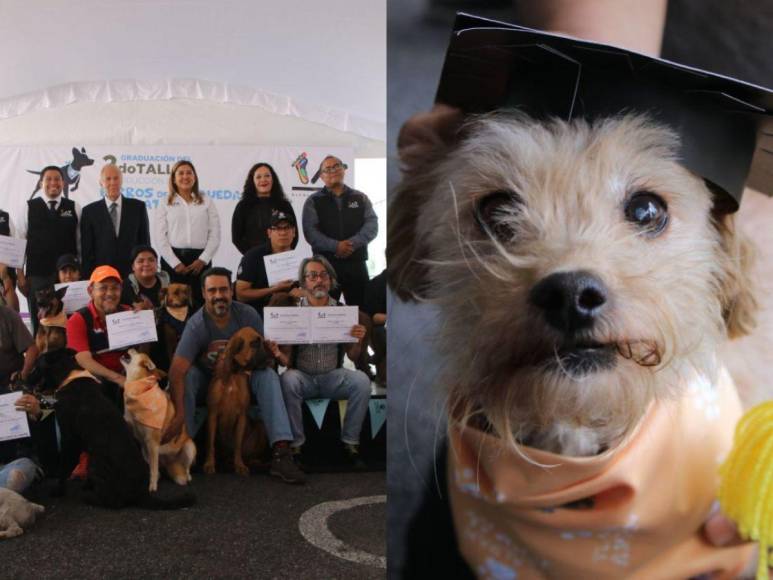 Unas dos docenas de caninos fueron graduados tras terminar sus entrenamientos para búsqueda y rescate. Aquí las imágenes.