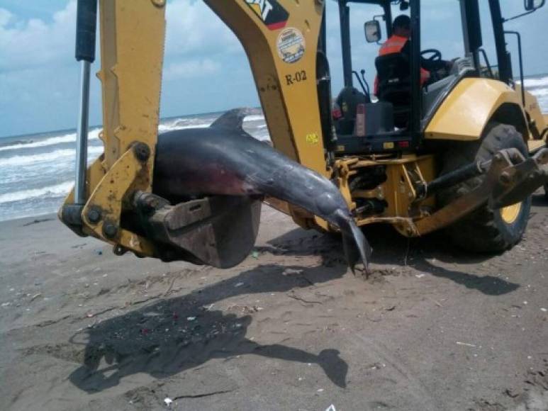 Según empleados del departamento Municipal Ambiental, el cetáceo fue enterrado y posteriormente recuperarán y conservarán su esqueleto, según informó la cadena Radio América.