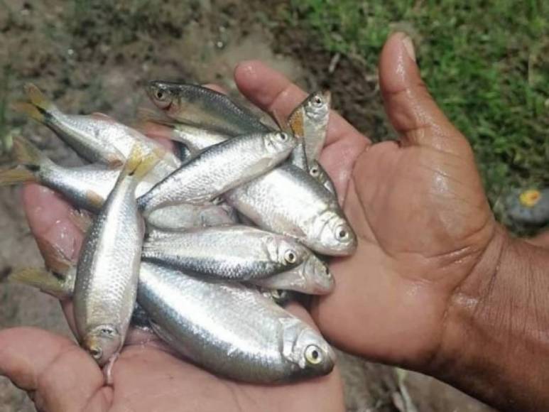 <b>LEA EL ARTÍCULO ÍNTEGRO PUBLICADO POR CNN</b>La empresa pesquera Regal Springs lleva dos años trabajando con algunos residentes de la zona para recolectar los peces que, según los pobladores, “caen del cielo” durante tormentas, según un comunicado de prensa. 