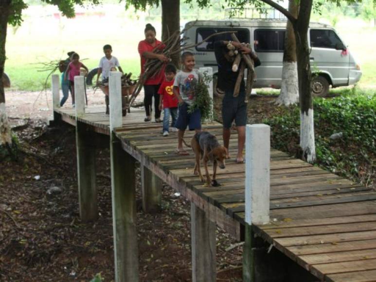 La recolección es una de las actividades ancestrales que los pech siguen manteniendo.