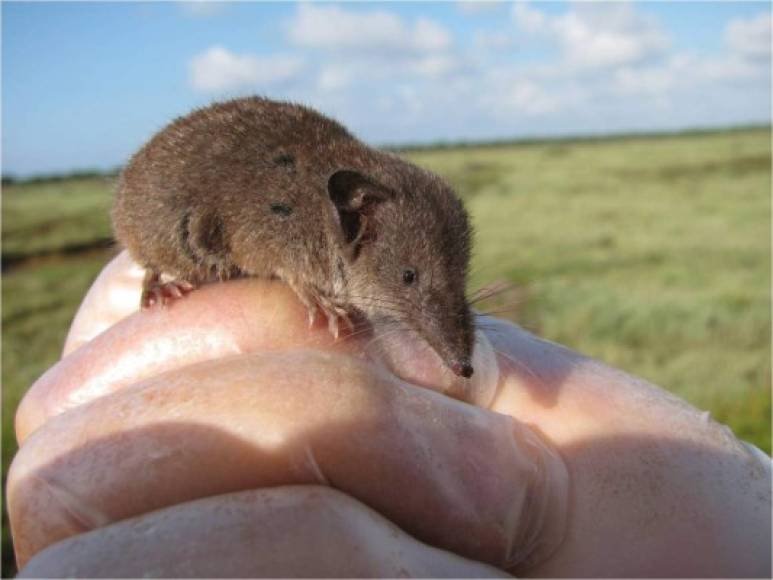 Estos dos especímenes también constituyen el primer registro del grupo de la especie en el país. <br/>