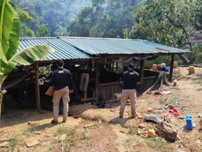 Las fuerzas de seguridad de Honduras localizaron este viernes una plantación ilegal de hoja de coca y un laboratorio supuestamente dedicado a procesar este tipo de drogas en una operación en el Caribe del país, informó una fuente militar.