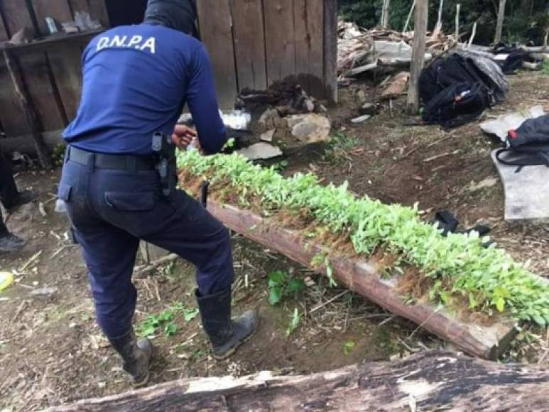 En los últimos días, las autoridades de Honduras detectaron un narcolaboratorio en el departamento de Colón, en el litoral Caribe del país, por lo que procedieron con la desmantelación del mismo.