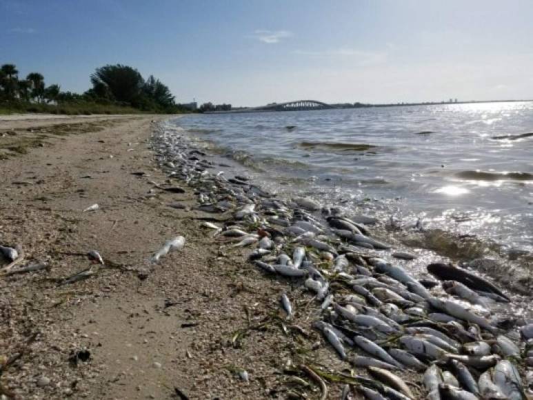 El exceso de algas absorbe grandes cantidades de oxígeno en el agua y, como consecuencia, destruye la vida marina por asfixia, recogió el diario Naples News-Press.