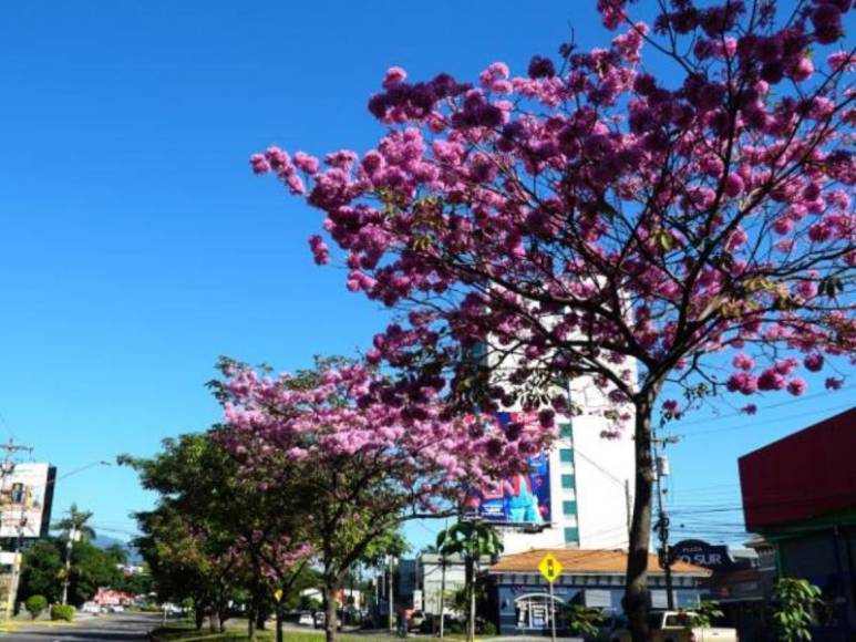 Los árboles de Macuelizo producen flores de color rosa, posee un follaje abierto y liviano entre rosa y lila.