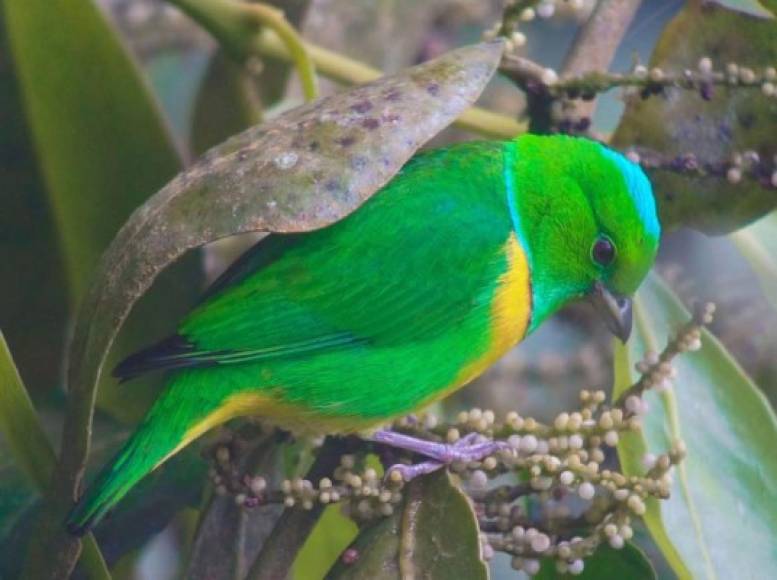 Escuchar el canto de las aves lo transportará a un mundo diferente, y es precisamente esto, uno de los atractivos que ofrece el Lago de Yojoa en donde se pueden ver unas 500 especies de las 740 aves que han sido encontradas en el territorio nacional.<br/>