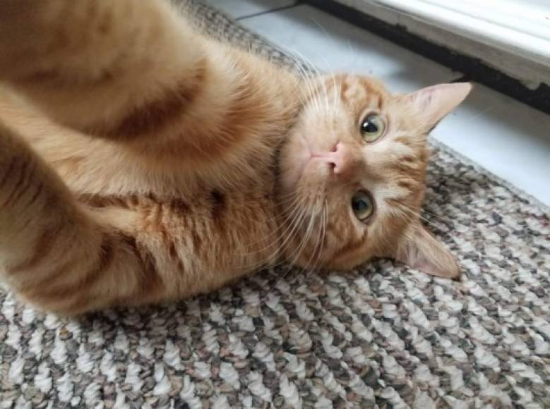 Este gatito se toma una selfie. ¿Será que quiere subirla a Facebook por el Día Internacional del Gato?<br/><br/><br/>