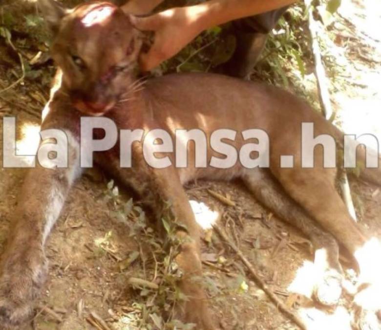 En julio un grupo de cazadores mataron a un puma concolor en el municipio de Sensenti, Ocotepeque, en el occidente de Honduras.
