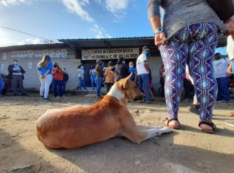 Esta mascota tampoco se quiso quedar en casa y se fue junto a sus dueños a la escuela Petronila de Villalobos de El Progreso, Yoro.