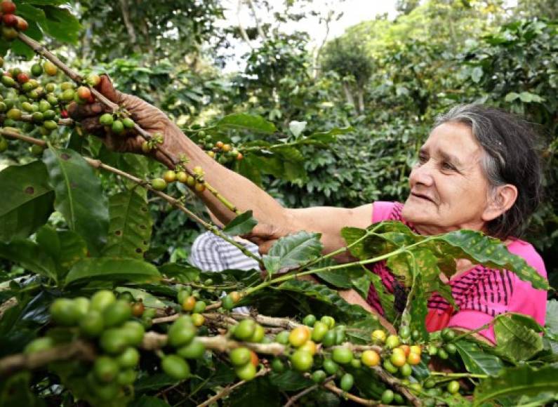 Personas de todas las edades trabajan en el corte de café para el cual se debe tener conocimiento y saber cortar el fruto.