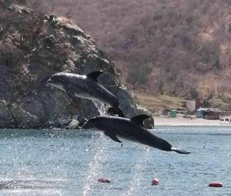 Inusuales imágenes han podido ver en estos días los habitantes del Rodadero, en Santa Marta (Colombia), desde sus ventanas y balcones, producto del espectáculo brindado por varios delfines de un acuario que salieron de paseo por la bahía sin turistas ni botes.