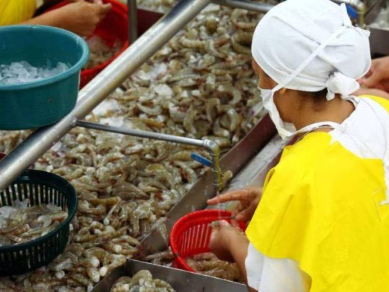 Guatemala es el principal mercado del camarón cultivado en Honduras en Centroamérica.