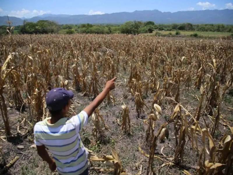<b>El Niño pone en alerta a 60 municipios por déficit de lluvias y altas temperaturas.</b>