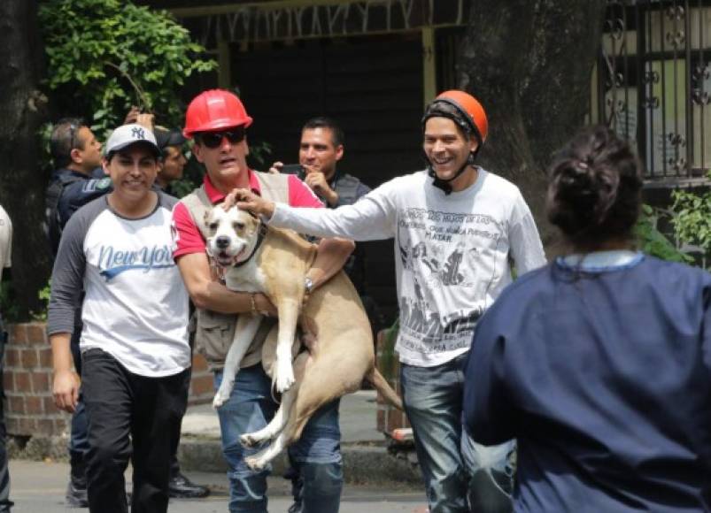 Rescatistas lograron rescatar un perro con vida de entre los escombros.