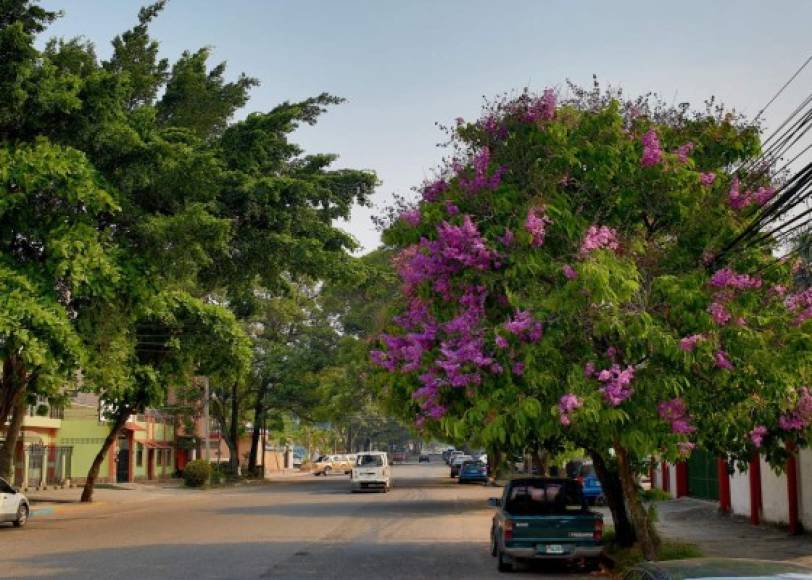 El Árbol de Júpiter de la India adorna diferentes zonas sampedranas como el barrio Los Andes. El árbol requiere un ambiente soleado, con suelos fértiles. Su especie fue introducida en Europa poco después de la mitad del siglo XVIII.