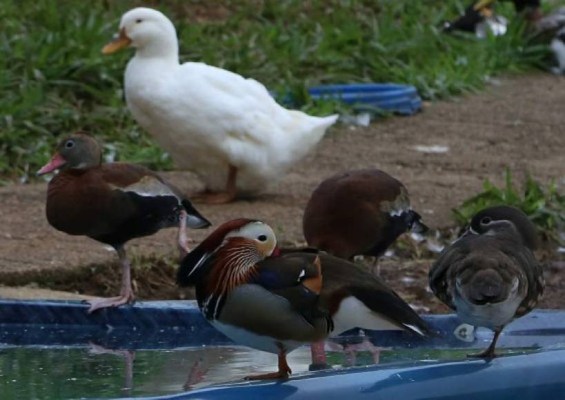 Los patos mandarín forman parte de los exóticos animales que hay.
