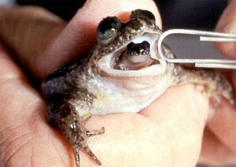 1983 “Rana incubadora gástrica”. Esta especie de rana nativa de Australia, ingería los huevos fertilizados y de su boca daba a luz a crías totalmente desarrolladas. Se investigaba a este anfibio con la esperanza de hallar la cura para la úlcera. La última rana incubadora gástrica murió en 1983 en cautiverio.