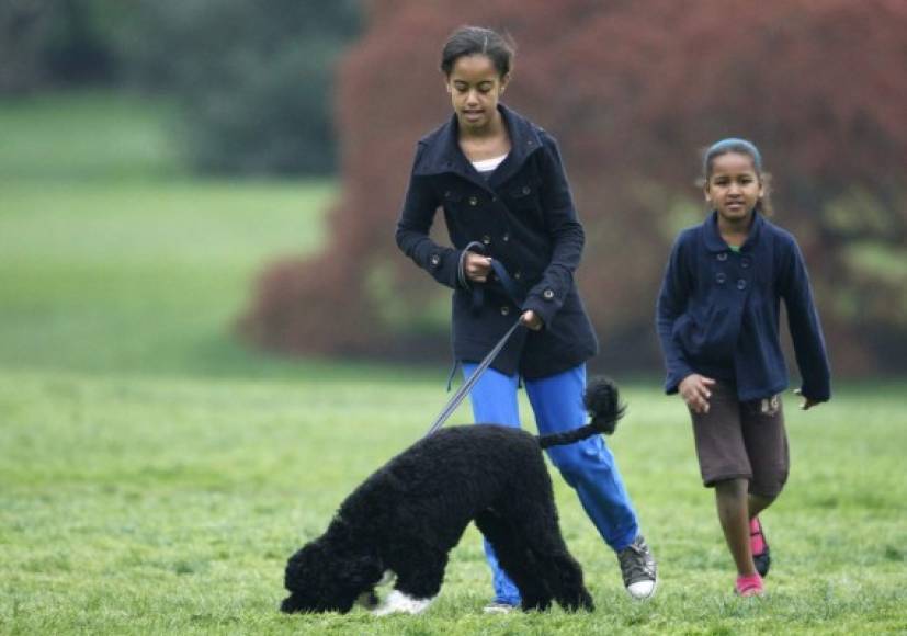 Malia y Sasha recibieron un cachorro de regalo tras mudarse a la Casa Blanca. Bo, el mayor de los perros presidenciales, ha formado parte de la familia desde hace 8 años.