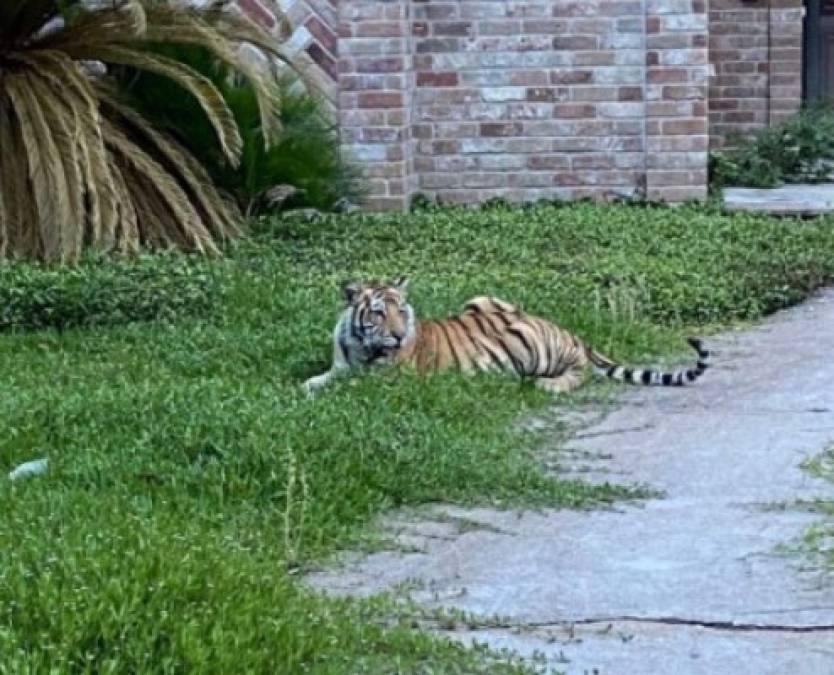 Ese hombre, que ya tenía problemas legales, fue detenido el lunes por la noche por evasión de arresto por delito grave luego de que montara al tigre en un automóvil y huyera, justo cuando la policía llegaba a su casa en Houston.