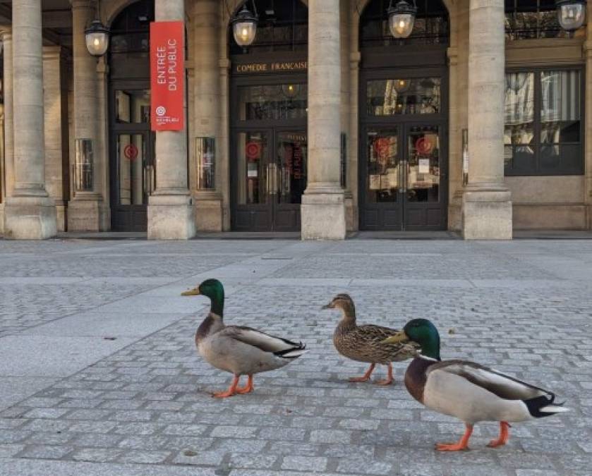 También en París fueron captados los animales apoderándose de las calles vacías.
