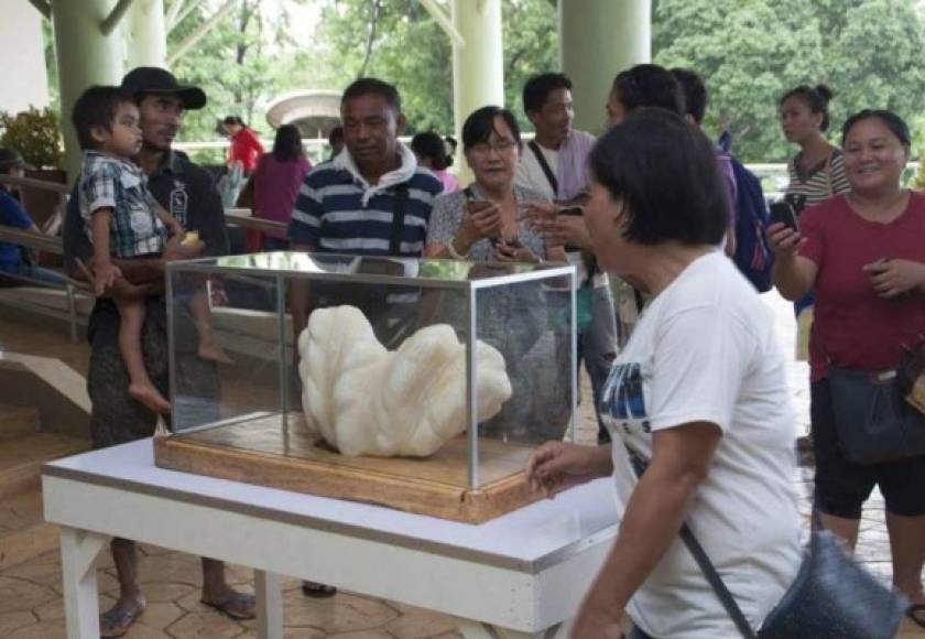 Un pescador filipino sorprendió a las autoridades de su país al entregarles 'la mayor perla natural jamás encontrada'. Aileen Cynthia Maggay-Amurao, jefa de turismo, informó que el hombre encontró la perla luego de que su embarcación encallara durante una tempestad en las islas de Palawan. El pescador se lanzó al agua para intentar soltar el ancla que estaba atorada en una almeja gigantesca en la que había una perla de 34 kilos con 30 centímetros de ancho y 1,07 metros de largo, que el hombre decidió mantener debajo de su cama por casi 10 años por considerarla un amuleto que le traería la buena suerte. Sin embargo, hace unas semanas la casa del hombre, cuya identidad no ha sido revelada, se quemó durante un incendio, así que al considerar que su amuleto ya no era efectivo, el pescador decidió deshacerse de la enorme perla y entregarla a las autoridades de la oficina de turismo de Puerto Princesa.