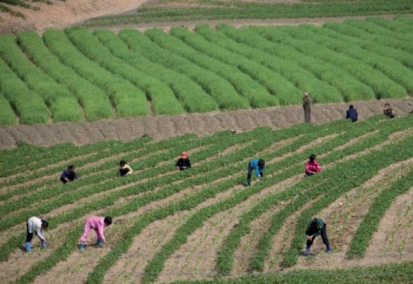 En algunas ocasiones se puede ver a los niños trabajando en los campos.