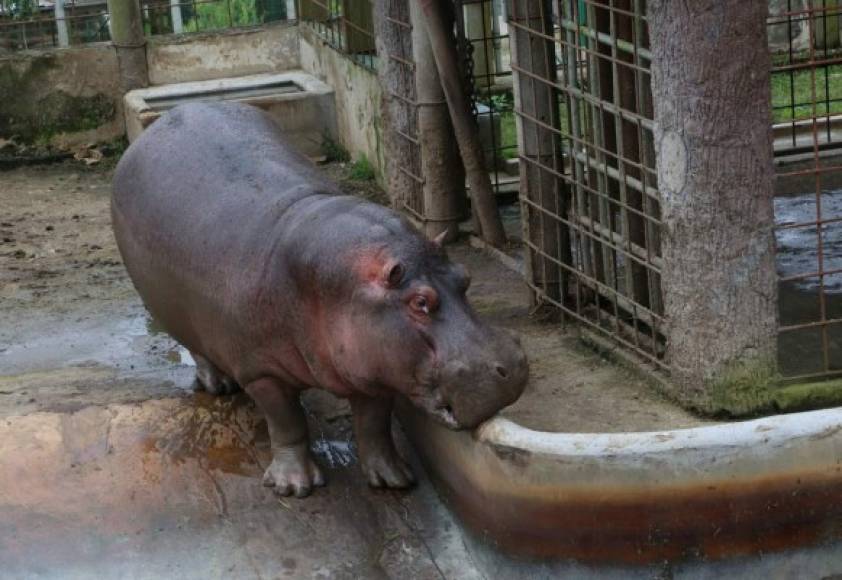 Los visitantes pueden admirar los hipopótamos.